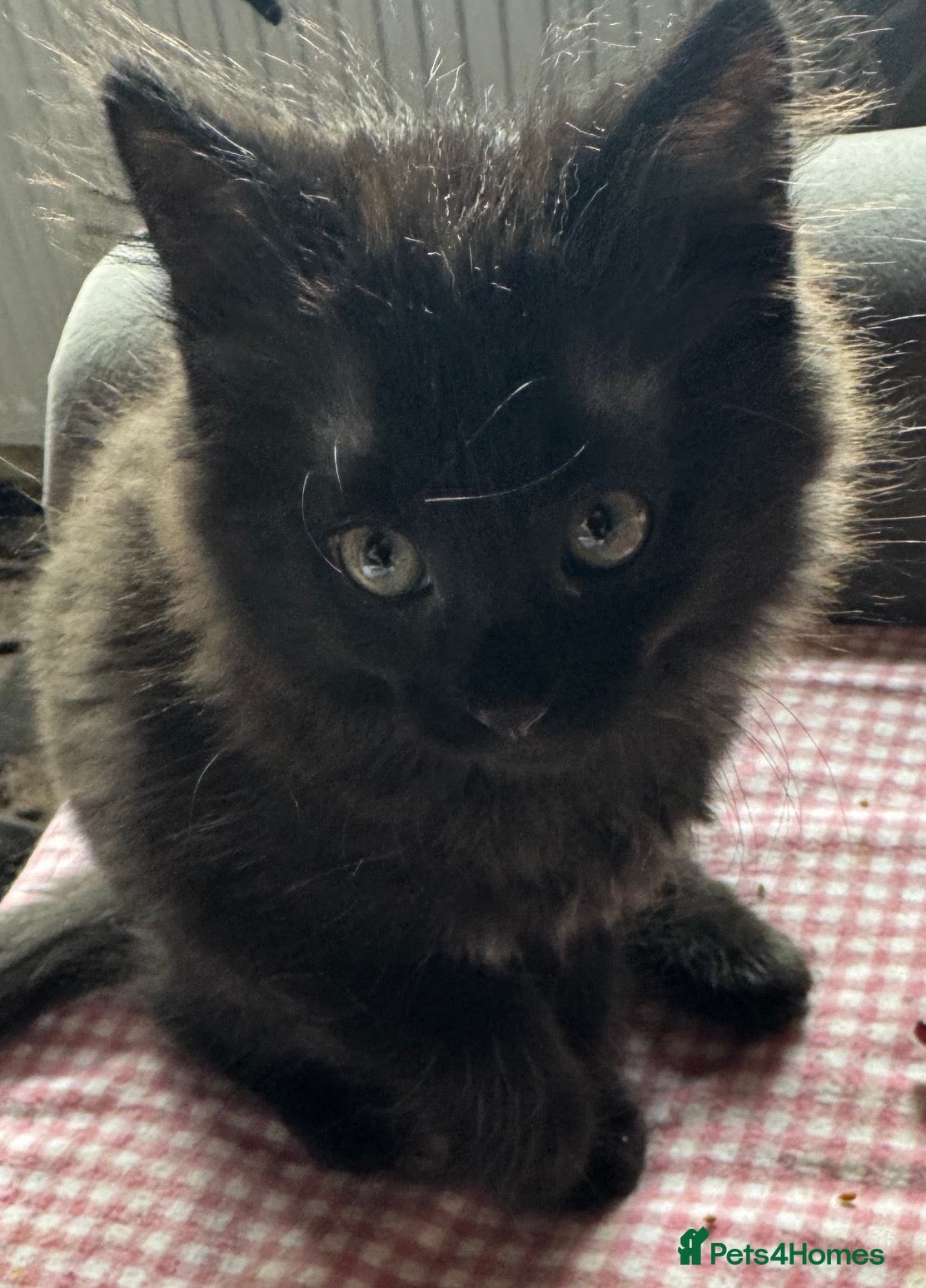 Mixed Breed cats for sale: 🐾 Four gorgeous fluffy black kittens 🐾 - Advert 5