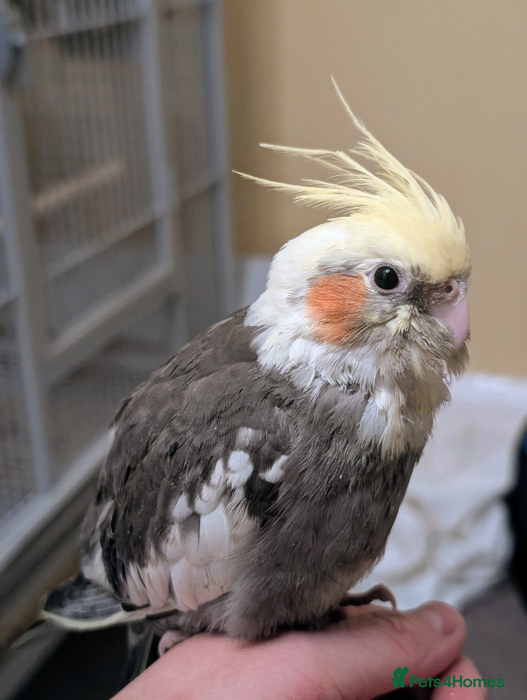 Cockatiels birds for sale: Two hand reared cockatiels  - Advert 1