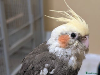 Cockatiels birds Two hand reared cockatiels - Advert 1