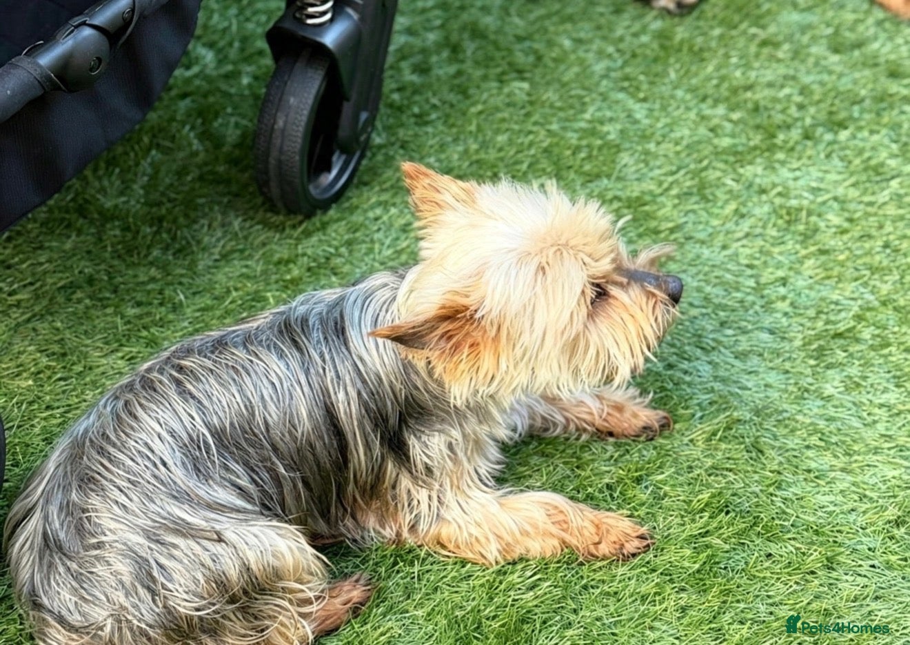 Yorkshire Terrier dogs ❤️ Loving Forever Home Wanted for Dasty 🐾 - Advert 18
