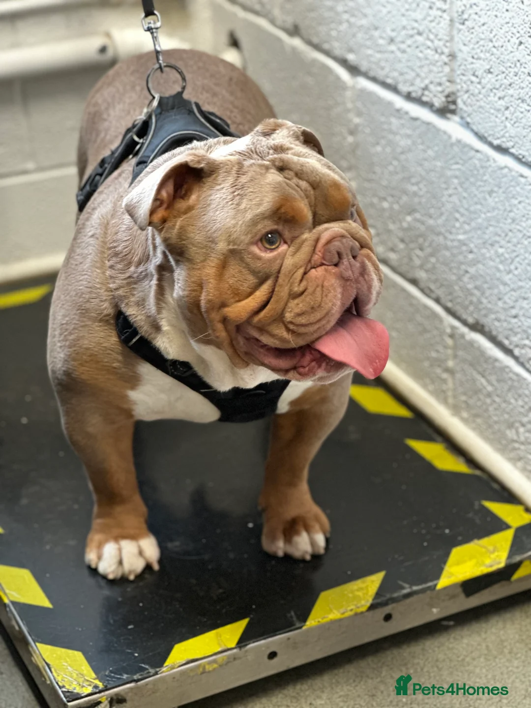 English Bulldog dogs for stud: KC fluffy and curly coat carrier bulldog stud  in Birmingham - Advert 10