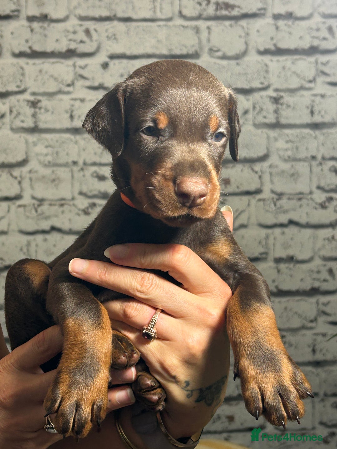Dobermann dogs for sale: Dobermann puppies Champion bloodline, kc reg - Image 24