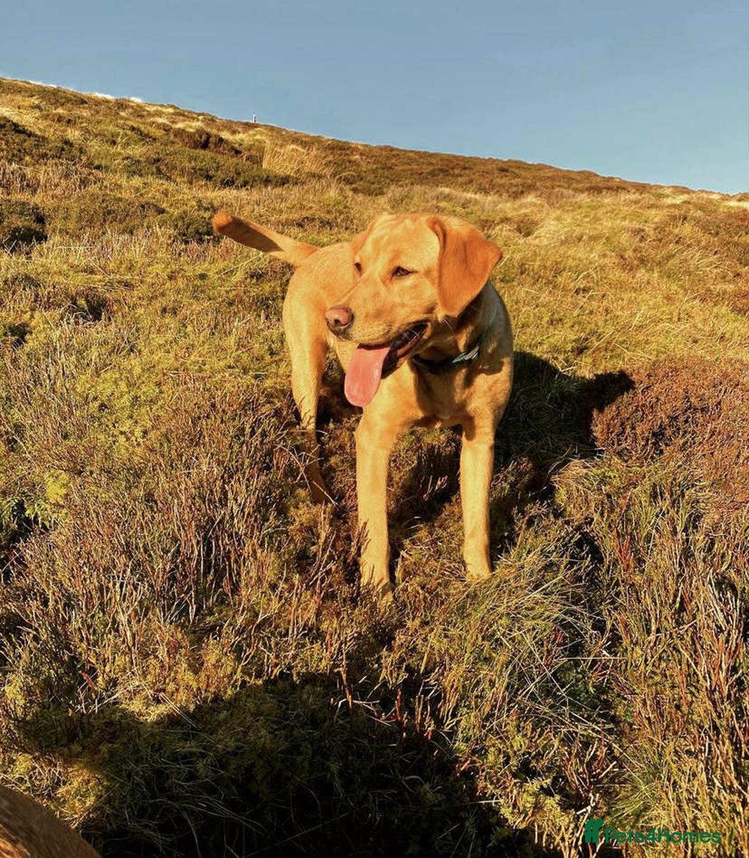 Labrador Retriever dogs for sale: Kc Fox Red Labs Ready Now  - Advert 7