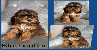 Cockapoo dogs - Advert 2