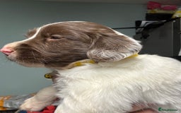 Mixed Breed dogs for sale: Spaniel puppies - Advert 2