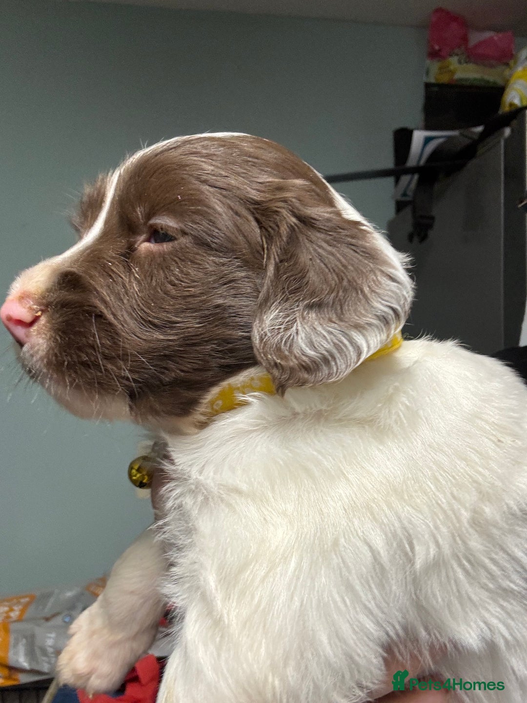 Mixed Breed dogs for sale: Spaniel puppies - Advert 2