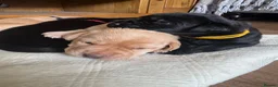 Labrador Retriever dogs for sale: Labrador puppies for sale - Advert 35