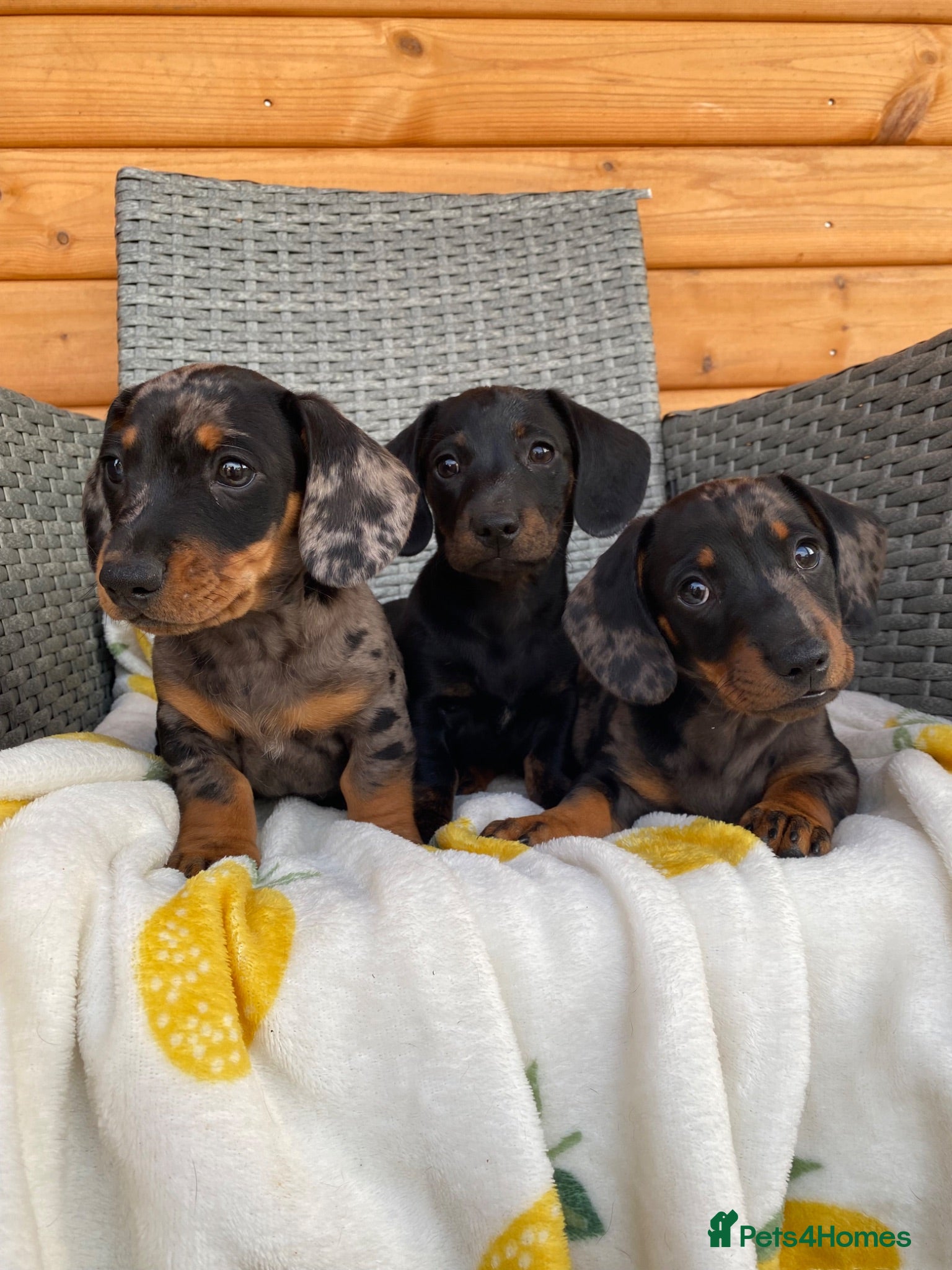 Miniature Dachshund dogs 3 miniature dachshund 🐾  - Advert 1