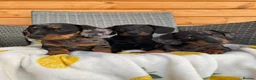 Miniature Dachshund dogs for sale: 3 miniature dachshund 🐾  - Advert 1
