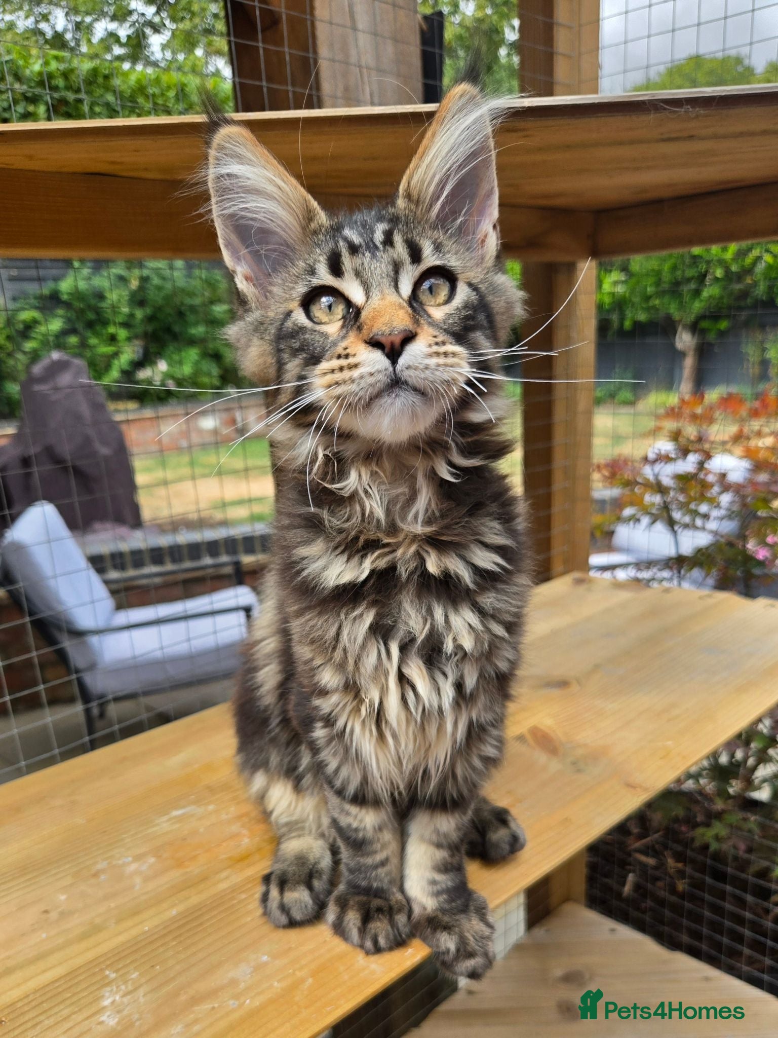 Maine Coon cats Stunning Pedigree Maine Coon kittens - Advert 9
