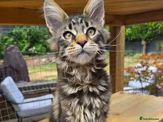 Maine Coon cats Stunning Pedigree Maine Coon kittens - Advert 9