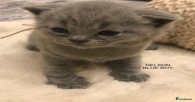 British Shorthair cats - Advert 13