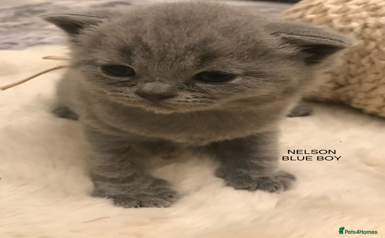 British Shorthair cats - Advert 8