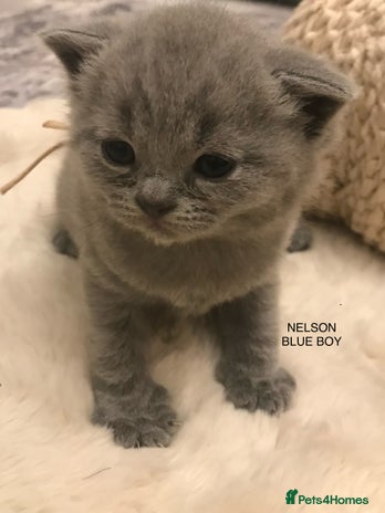 British Shorthair cats - Advert 5