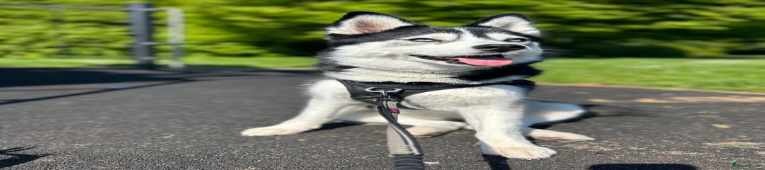 Pomsky 
