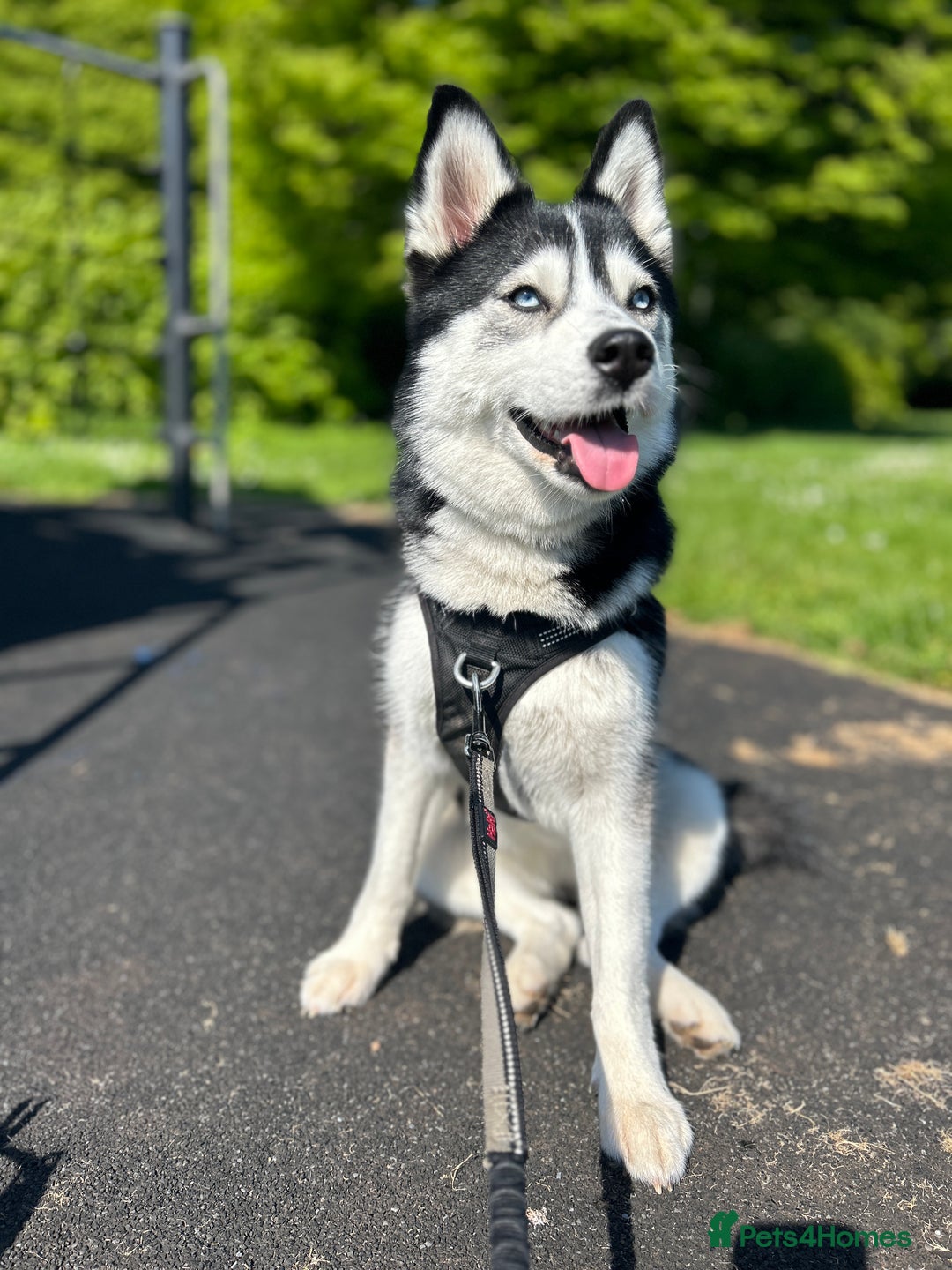 Pomsky dogs for sale: Beautiful pomsky - Image 1
