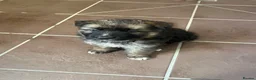 German Shepherd dogs for sale: German shepherd Puppies  - Advert 7