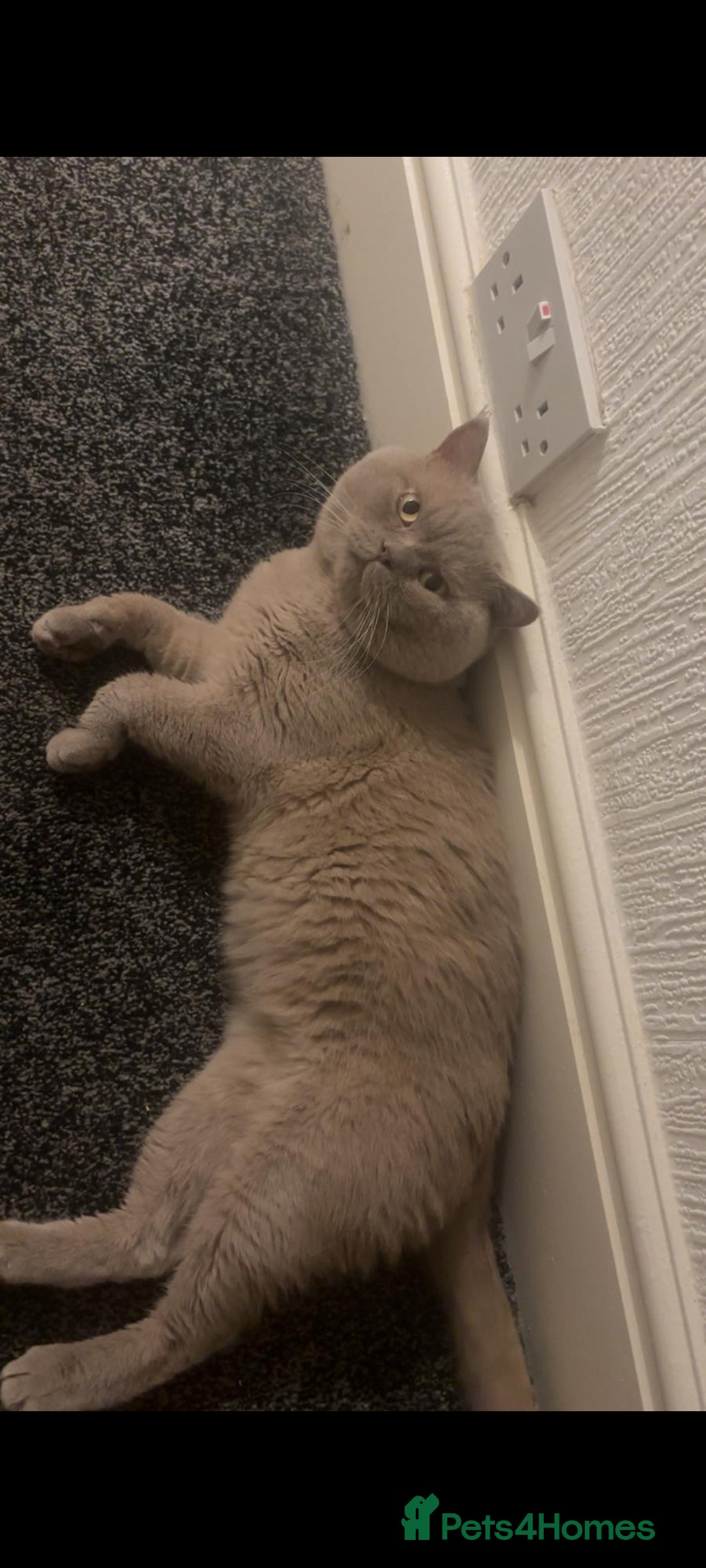 British Shorthair cats for sale: Beautiful kittens. - Advert 10