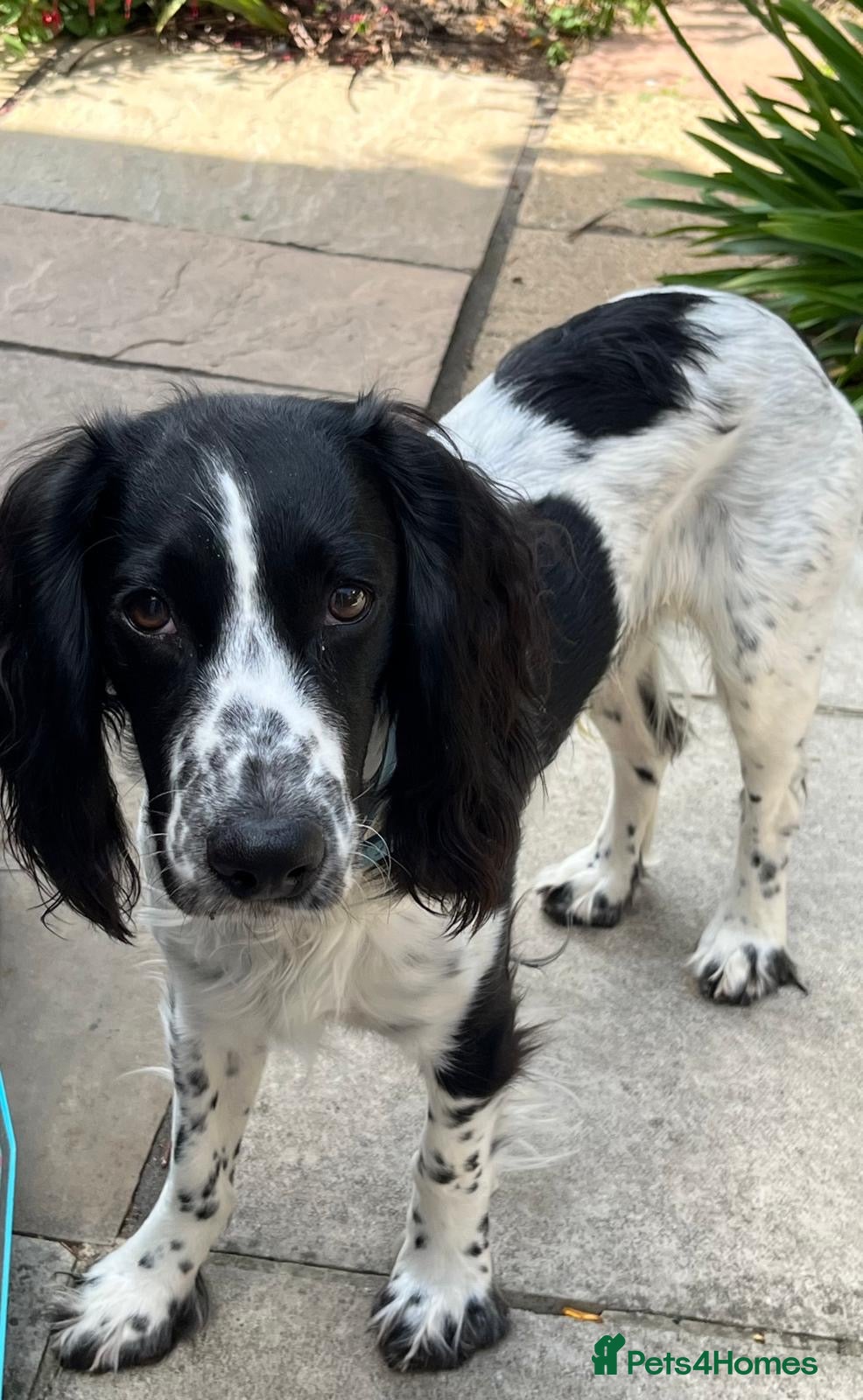 Cocker Spaniel dogs KC Registered Cocker Spaniel for Stud - Advert 2
