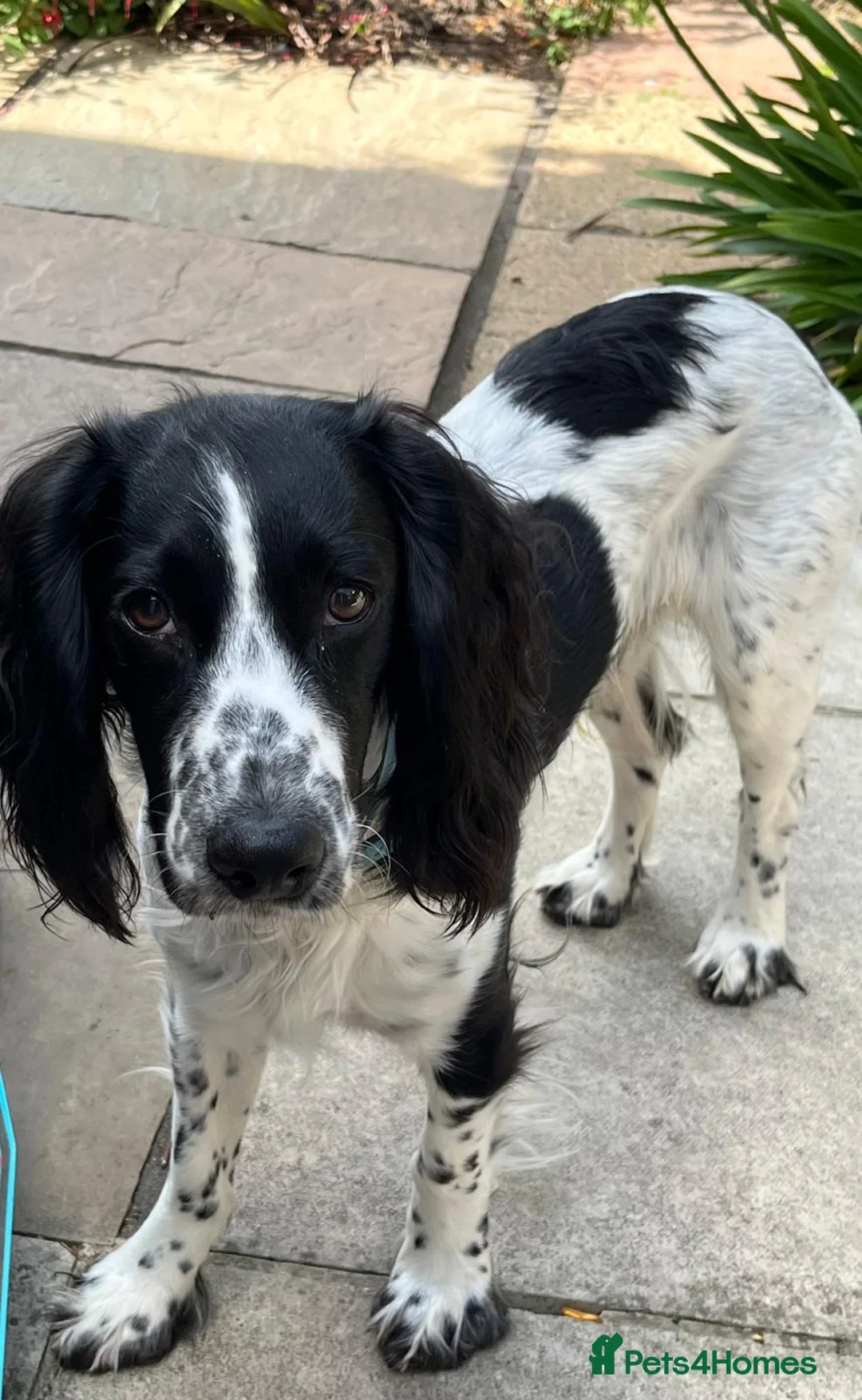 Cocker Spaniel dogs for stud: KC Registered Working Cocker Spaniel for Stud - Advert 1