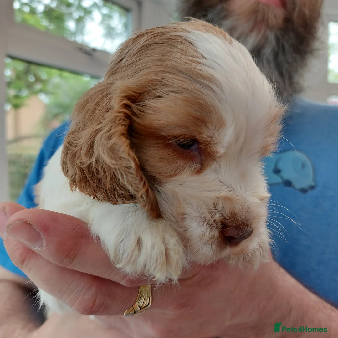 Cocker Spaniel dogs for sale: kc show cocker spaniels  - Advert 2