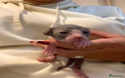 Sphynx cats for sale: Beautiful blue litter of Sphynx kittens - Advert 7