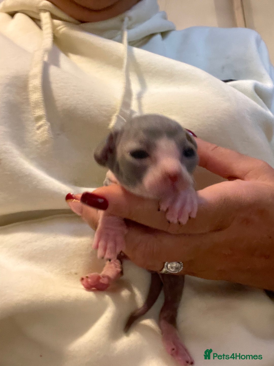 Sphynx cats for sale: Beautiful blue litter of Sphynx kittens - Advert 7