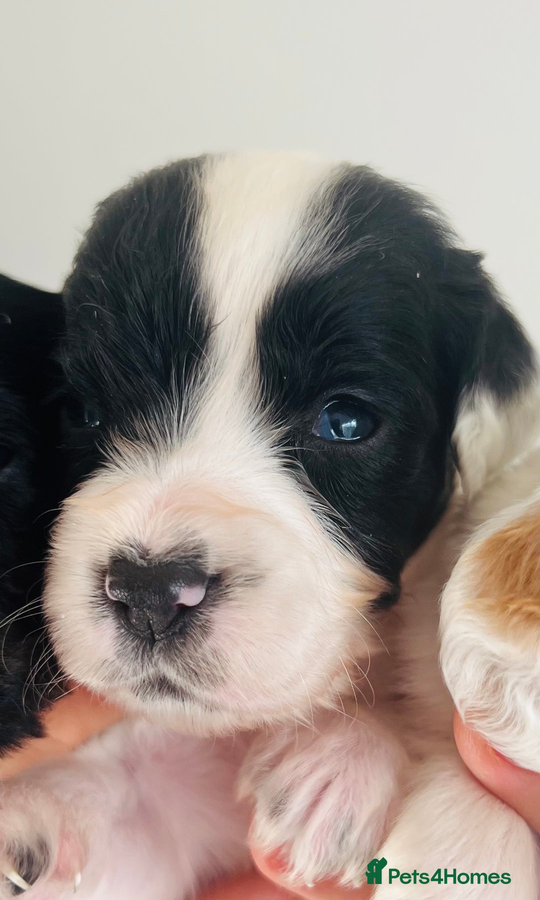 Sprocker dogs for sale: Sprocker/Cocker Puppies - Image 4