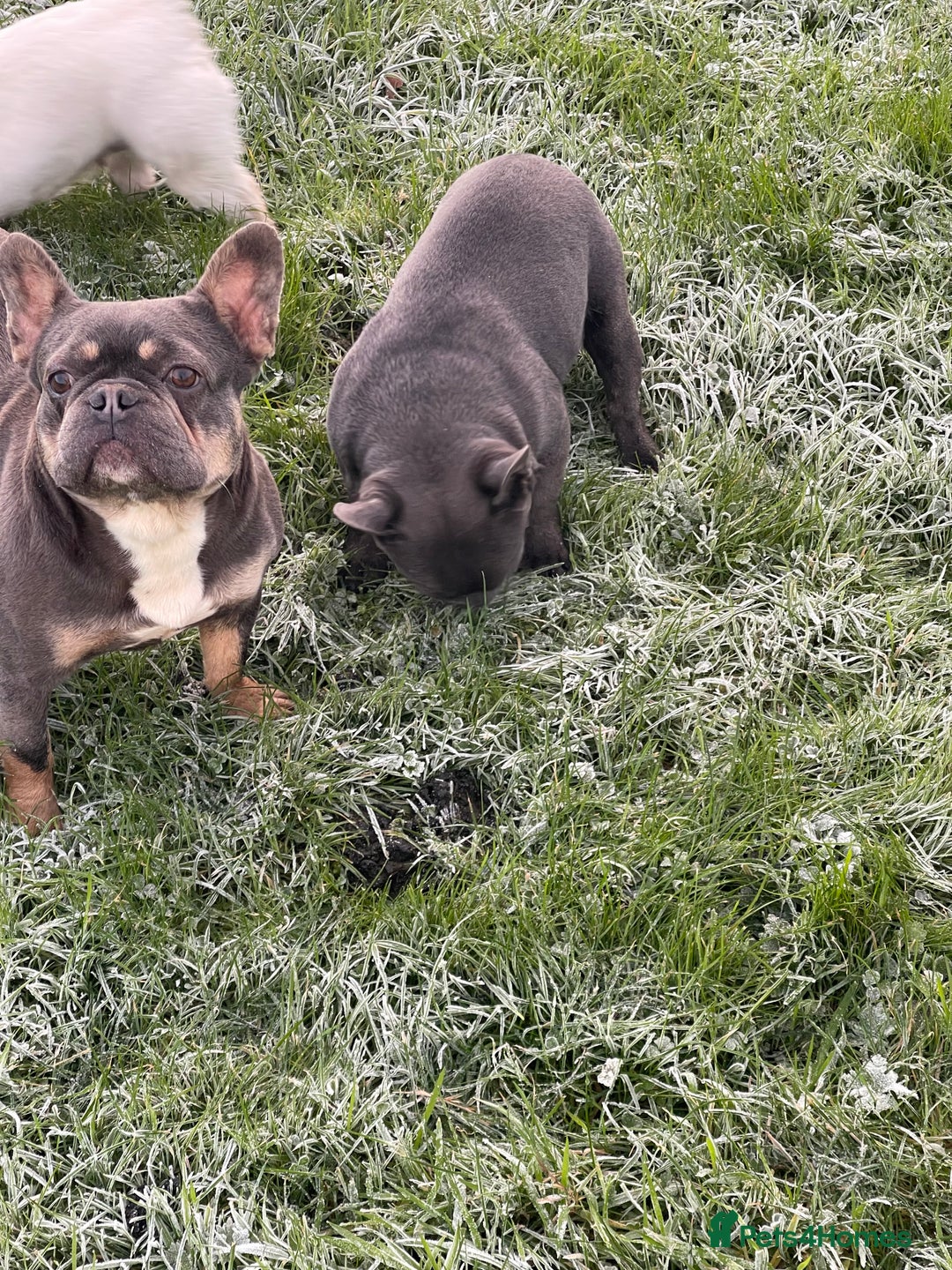 French Bulldog dogs for sale: French bulldog - Advert 4