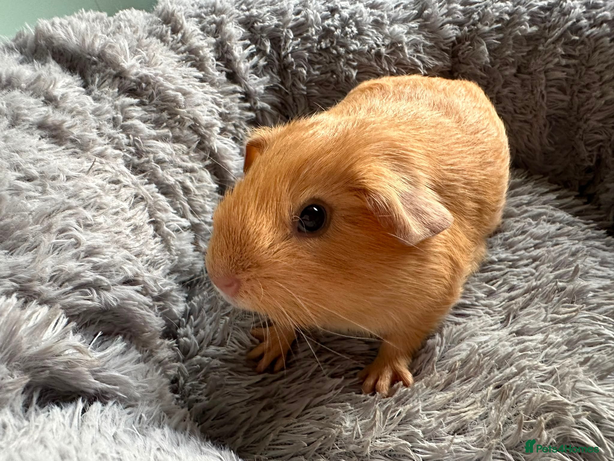 Guinea Pig rodents Guinea pig baby boy for sale  - Advert 1