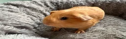 Guinea Pig rodents for sale: Guinea pig baby boy for sale  in London - Advert 1