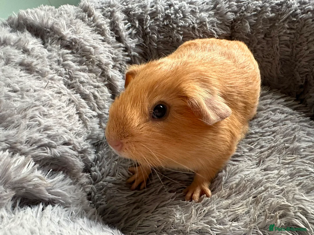 Guinea Pig rodents for sale: Guinea pig baby boy for sale  in London - Advert 1