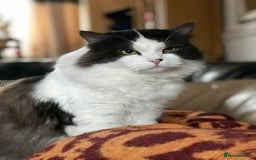 Siberian cats for sale: Estrella - purebred Siberian/ Neva Masquerade  - Image 10