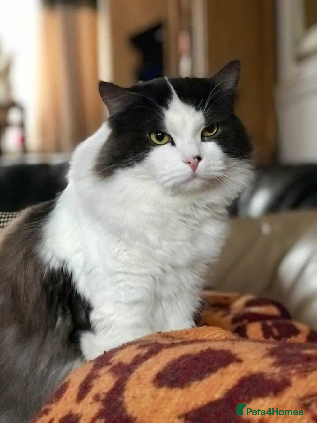 Siberian cats for sale: Estrella - purebred Siberian/ Neva Masquerade  - Image 10