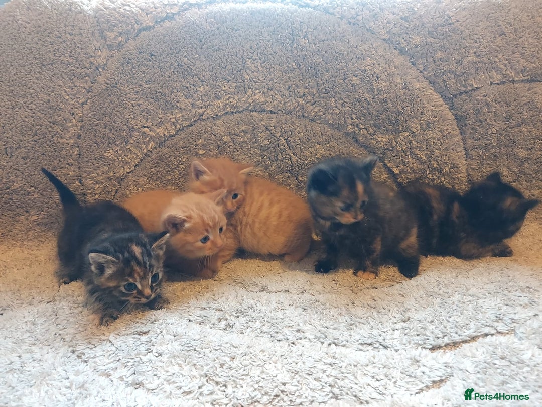 British Longhair cats for sale: Kittens for sale. - Image 11