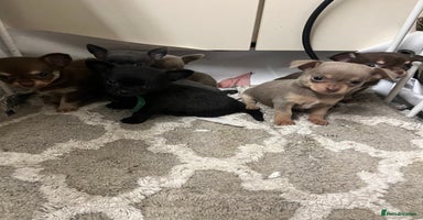 Chihuahua dogs - Advert 6