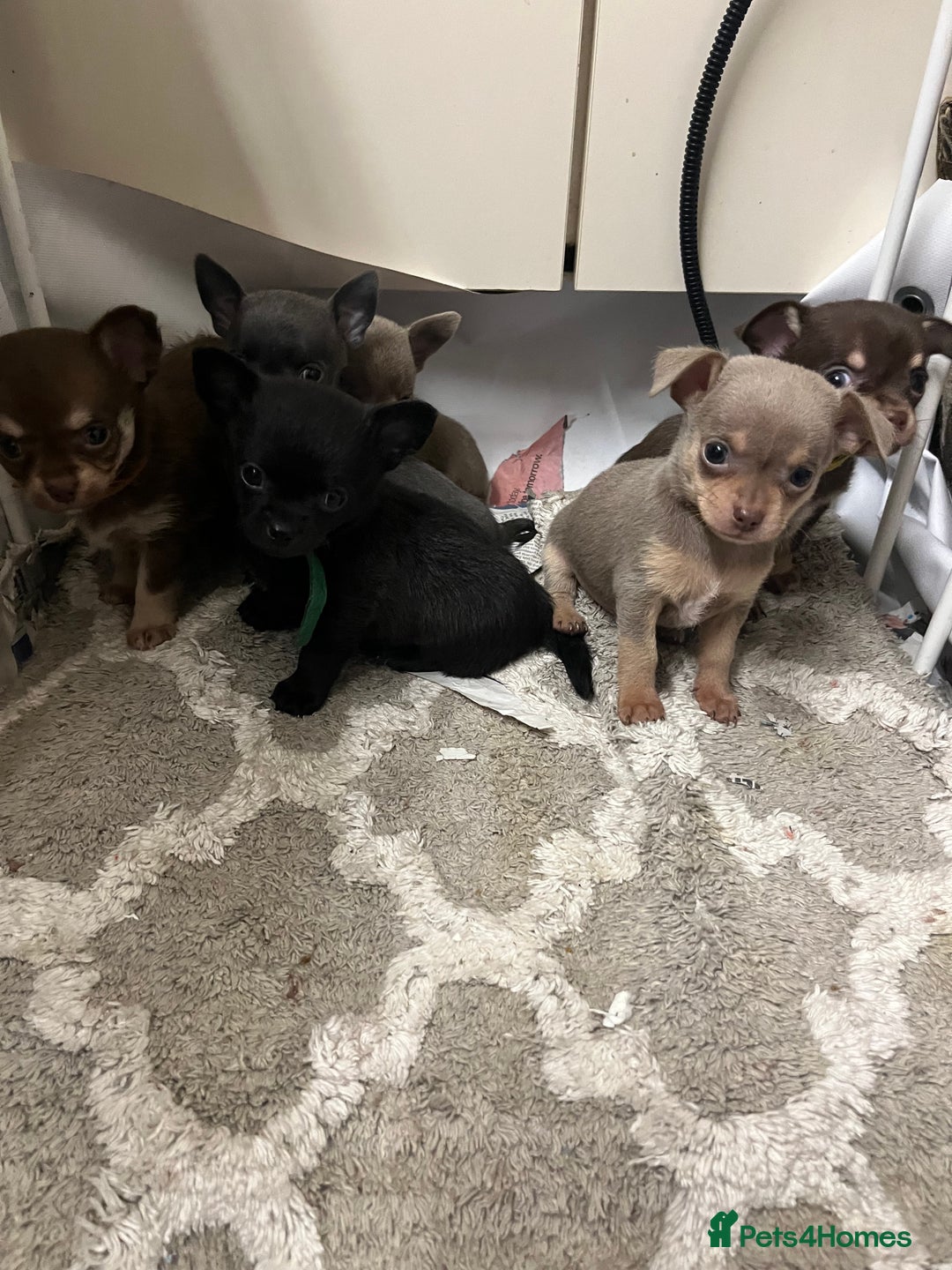 Chihuahua dogs for sale: Chihuahua teacups - Image 2
