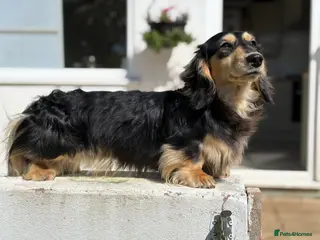 Miniature Dachshund dogs Miniature long hair dachshund for stud - Advert 6
