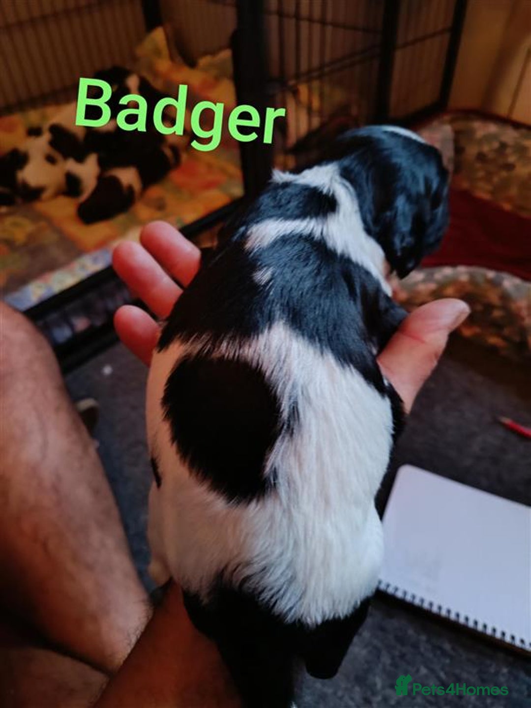English Springer Spaniel dogs for sale: Working bred KC English Springer Spaniels puppies  - Image 15