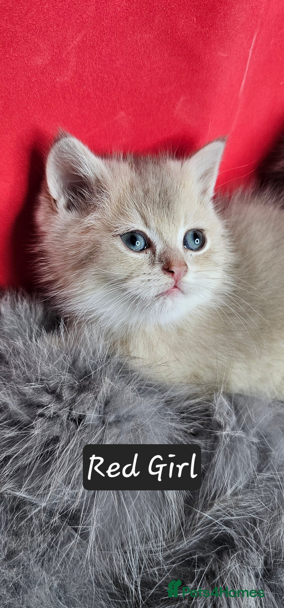 British Shorthair cats for sale: BSH GOLDEN KITTENS - Advert 12