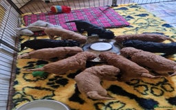 Cockapoo dogs for sale: SIMPLY UNIQUE SHOW TYPE F1 COCAPOOS - Image 4