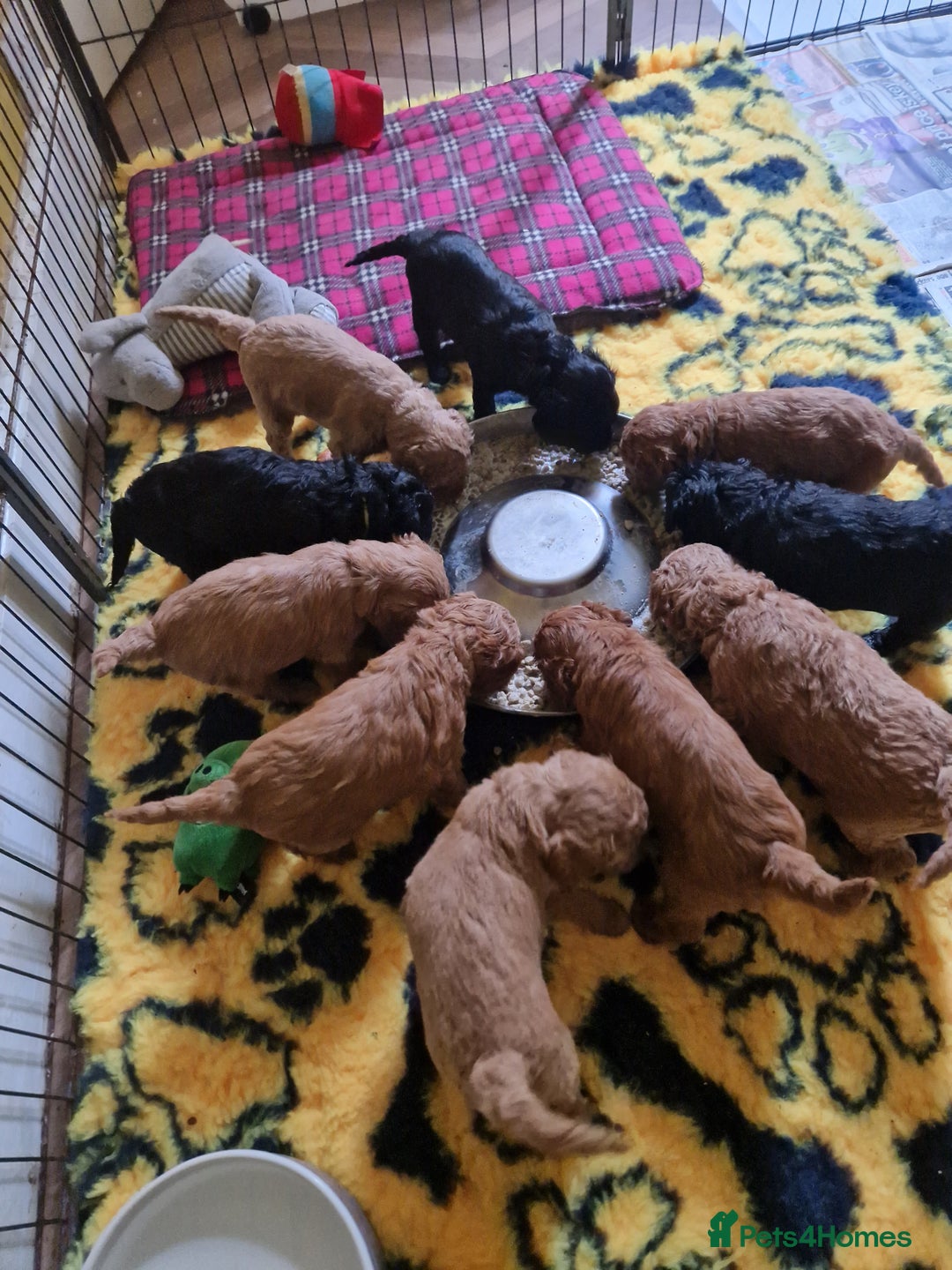 Cockapoo dogs for sale: SIMPLY UNIQUE SHOW TYPE F1 COCAPOOS - Image 4