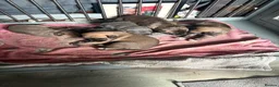 Mixed Breed dogs for sale: Last 3 beautiful whippet lurcher pups  in Stoke-on-Trent - Advert 8