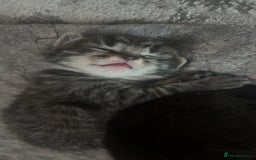 Mixed Breed cats for sale: Kittens for sale  - Image 3
