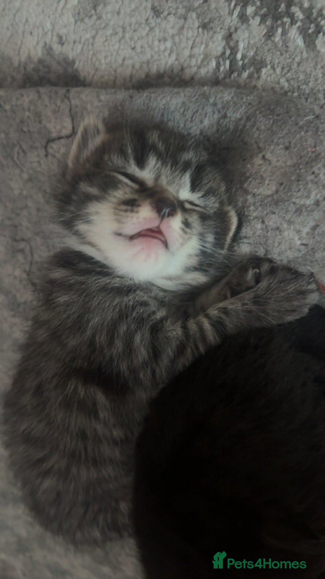Mixed Breed cats for sale: Kittens for sale  - Image 3