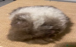 Guinea Pig rodents for sale: Stunning liliac bi texel  - Image 3