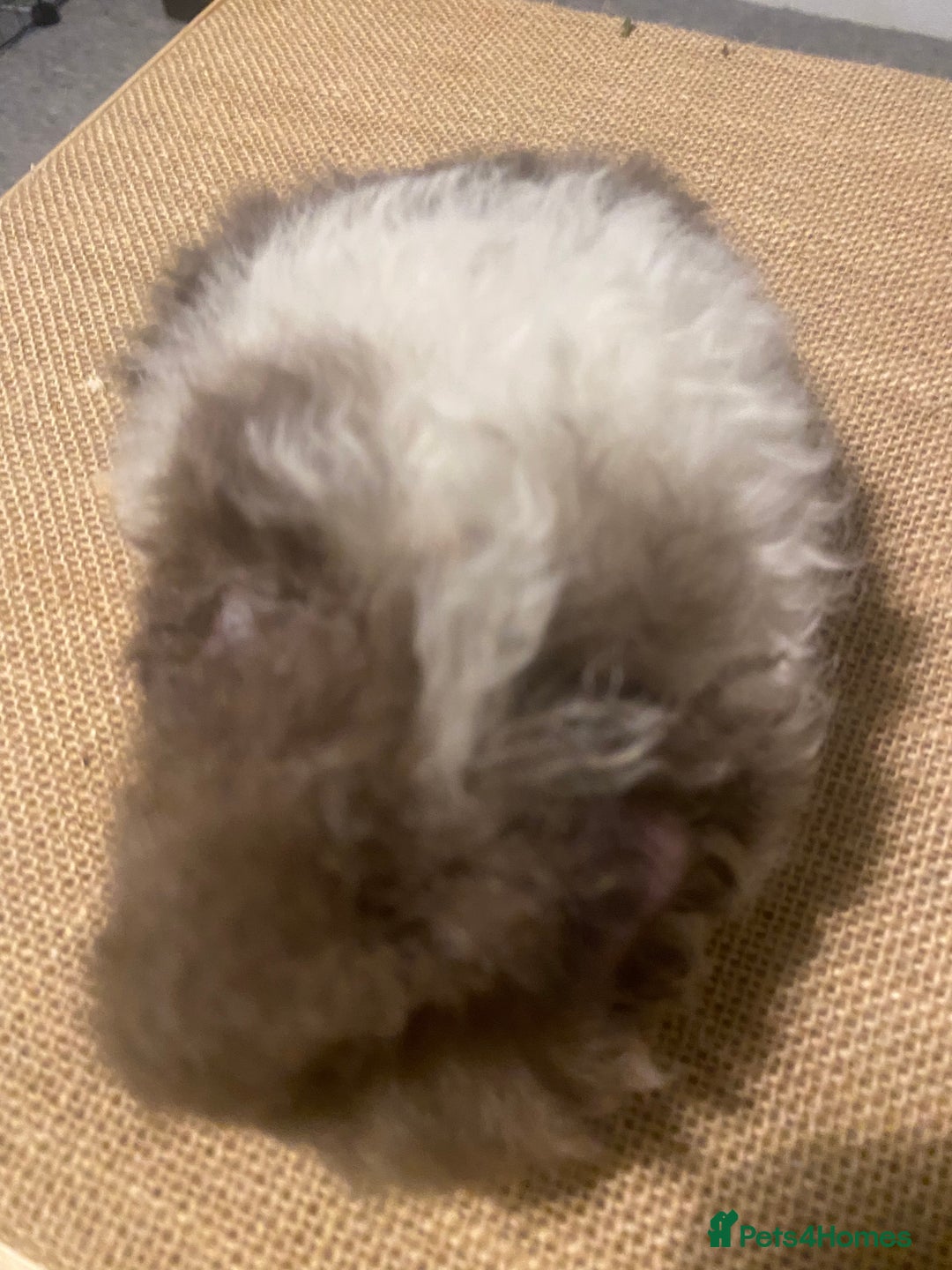 Guinea Pig rodents for sale: Stunning liliac bi texel  - Image 3