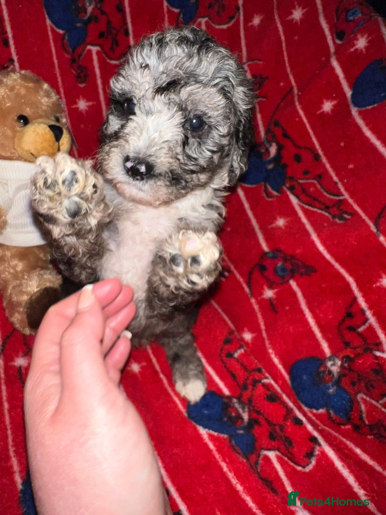Cockapoo dogs Merle cockapoo puppy’s  - Advert 3