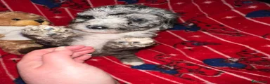 Cockapoo 1