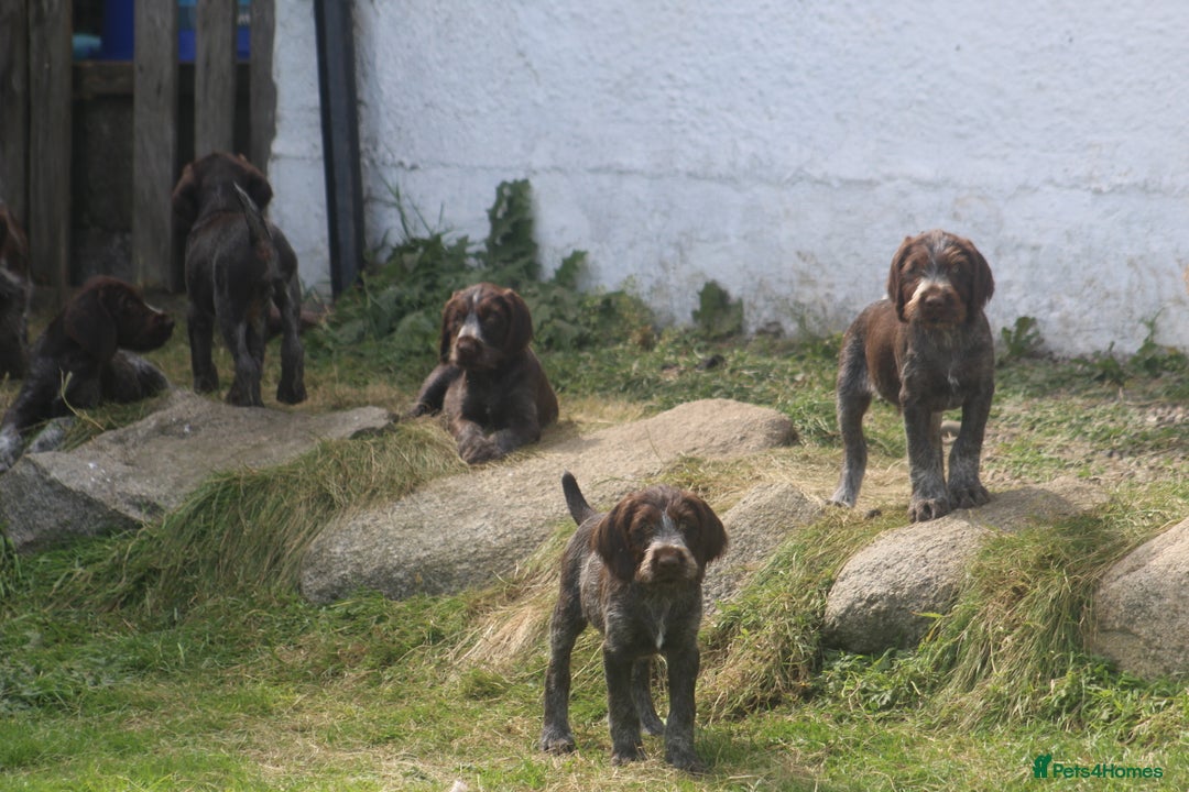 German Wirehaired Pointer dogs for sale: Beautiful Gwps puppies - Image 17